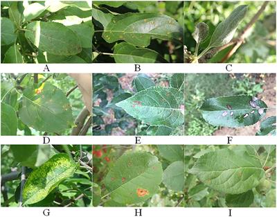 LCGSC-YOLO: a lightweight apple leaf diseases detection method based on LCNet and GSConv module under YOLO framework